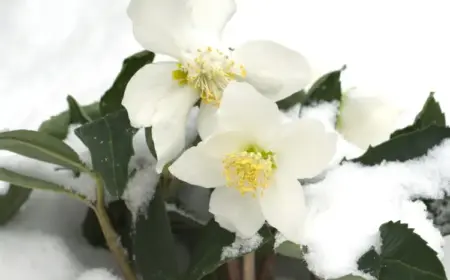 Christrose pflegen im Winter - Tipps für die Blume im Garten oder Topf