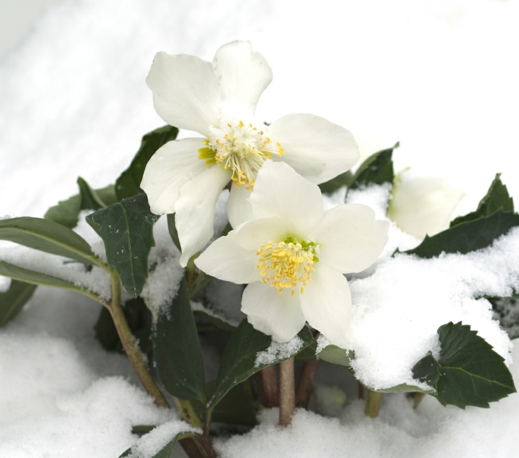 Christrose pflegen im Winter - Tipps für die Blume im Garten oder Topf