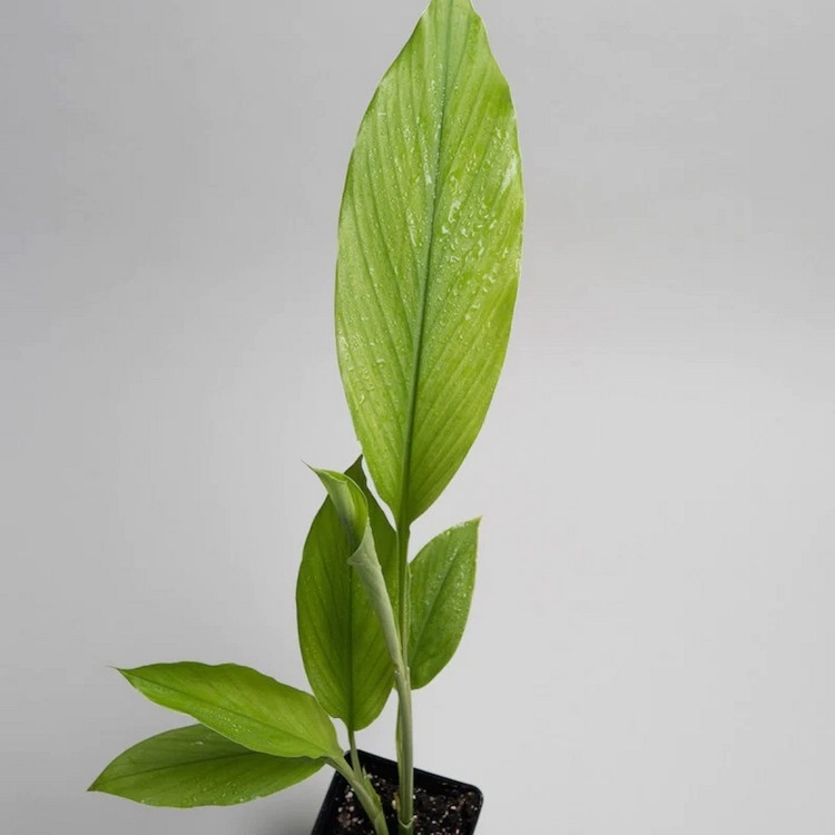 Curcuma longa ist eine tropische Pflanze aus der gleichen Familie wie der Ingwer