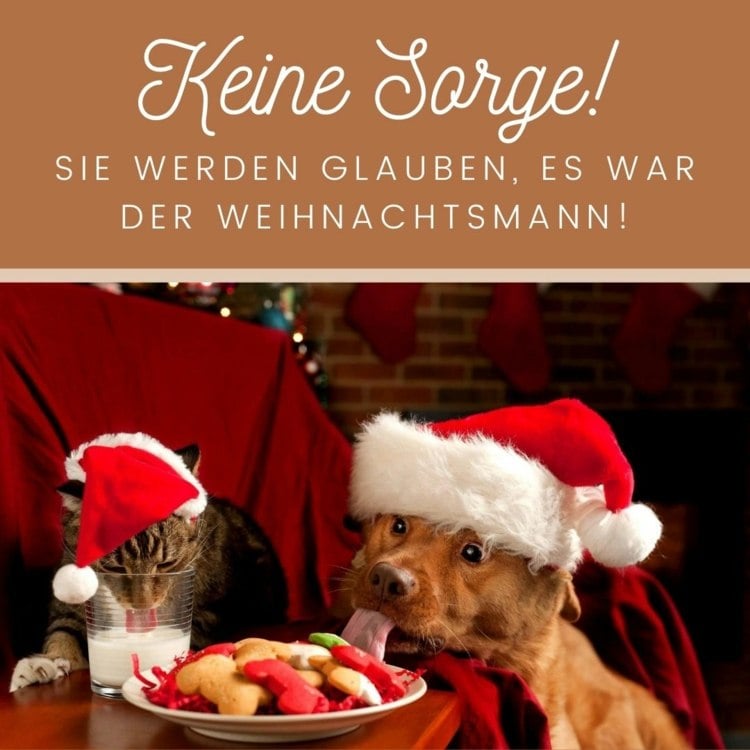 Dog und Cat Christmas Memes - Tiere vernaschen Kekse und Milch für den Weihnachtsmann