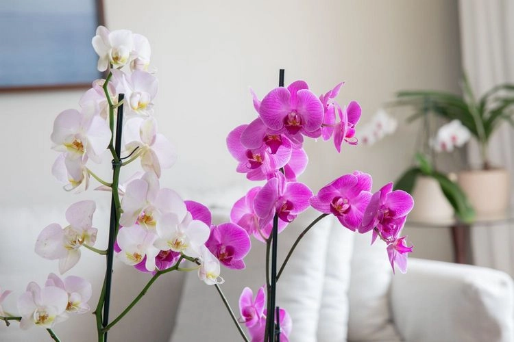 Feuchtigkeit in der Wohnung reduzieren - Orchidee (Orchidaceae)