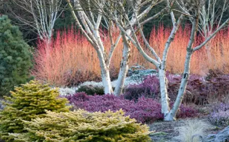 Gartenarbeit im Dezember - Was ist zu machen kurz vor dem Winter