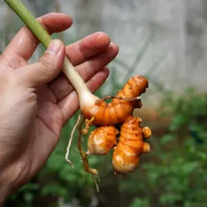 Ihre Kurkuma ist erntereif, wenn die Blätter und Stängel braun und trocken werden