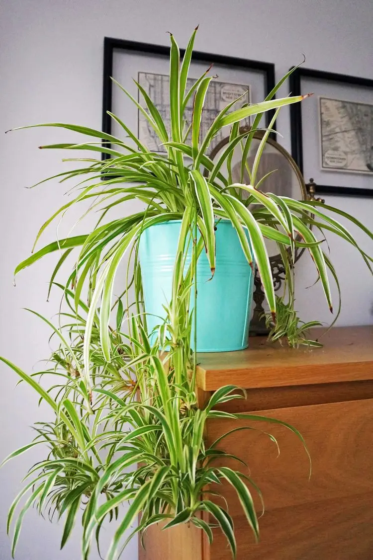 Luftfeuchtigkeit mit Pflanzen senken - Grünlilie (Chlorophytum comosum)