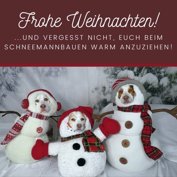 Lustige Weihnachtsbilder - Frohe Weihnachten mit witzigen Hunden im Schneemann-Kostüm
