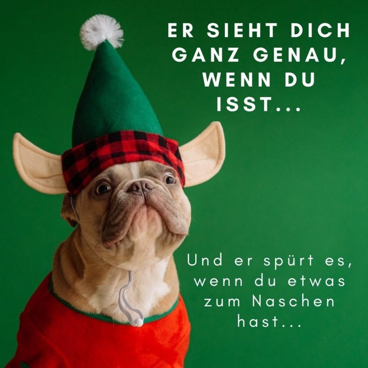 Lustige Weihnachtsbilder mit Bulldogge im Elfen-Kostüm