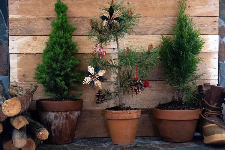 Mit diesen Tipps können Sie den Weihnachtsbaum im Topf nach den Feiertagen einpflanzen