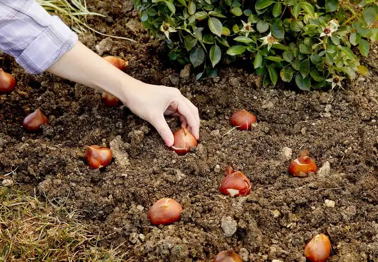 Pflanzen Sie die Zwiebeln je nach Art etwa 8 bis 15 cm voneinander entfernt