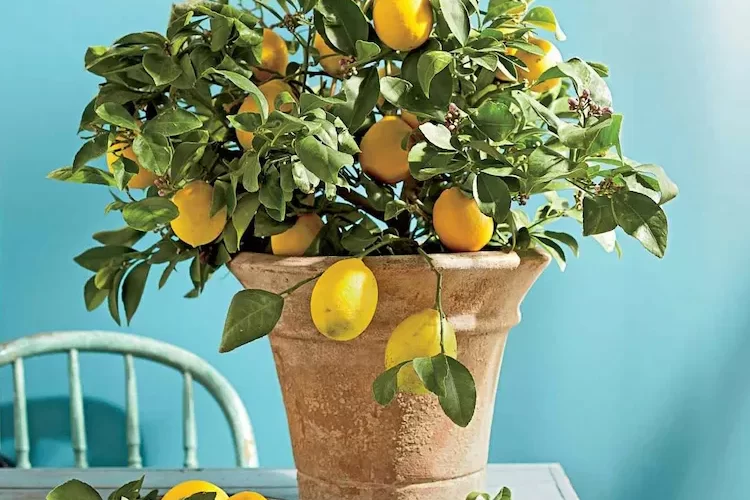 Sie können Ihren Zitronenbaum im Topf in der Wohnung überwintern mit diesen Tipps