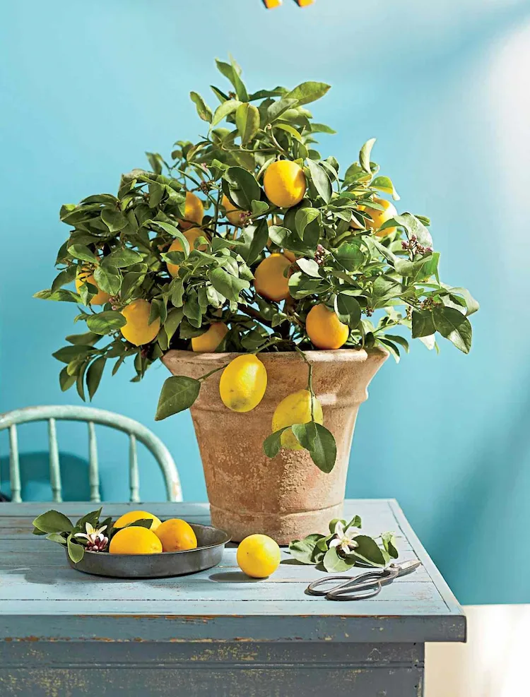 Sie können Ihren Zitronenbaum im Topf in der Wohnung überwintern mit diesen Tipps