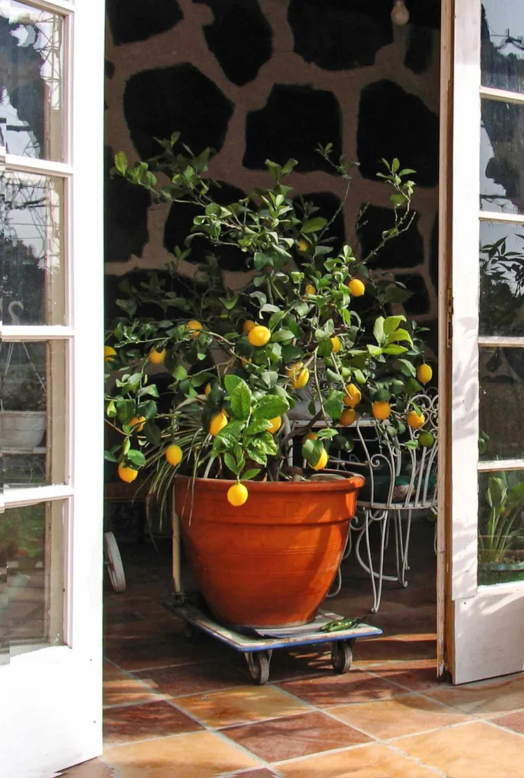 Sobald die Temperaturen im Herbst zu sinken beginnen, sollten Sie Ihren Zitronenbaum wieder ins Haus holen