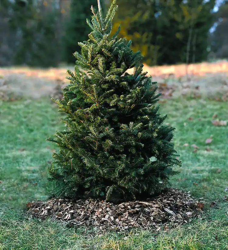 Tannenbaum einpflanzen - Tipps zur Verpflanzung des Weihnachtsbaums im Garten