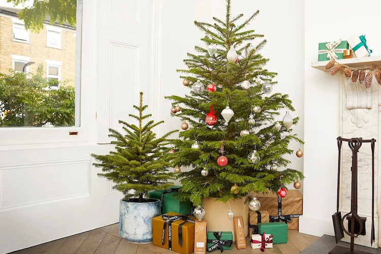 Tannenbaum einpflanzen im Topf - Genießen Sie die Frische des lebenden Weihnachtsbaums anhand dieser Pflegetipps