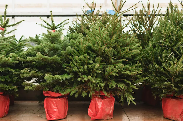 Was muss man beim Kauf eines lebenden Weihnachtstannenbaums beachten