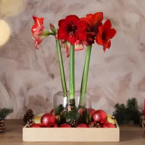 Weihnachtliche Deko mit Amaryllis in Glasvase