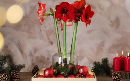 Weihnachtliche Deko mit Amaryllis in Glasvase