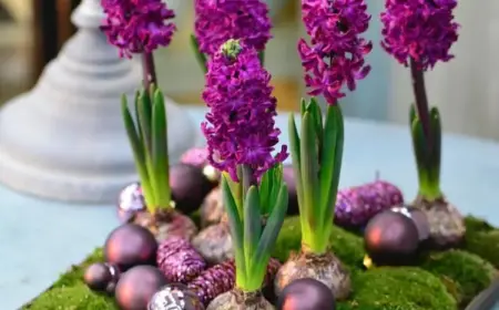 Weihnachtsdeko mit Hyazinthen mit Moos und Kugeln im Tablett