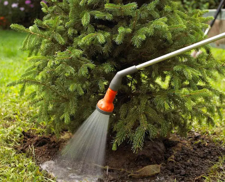 Wenn Sie den Tannenbaum einpflanzen im Garten, wässern Sie ihn gründlich