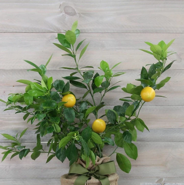 Wie Sie Zitronenbaum im Topf in der Wohnung überwintern und richtig pflegen