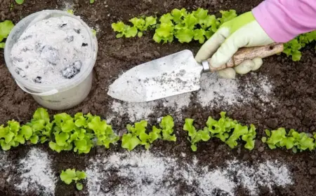 Wofür ist Holzasche im Garten gut, welche Pflanzen profitieren davon und wie verwenden Sie sie als Dünger