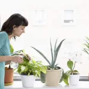 Zimmerpflanzen im Winter pflegen - Mit diesen hilfreichen Tipps kümmern Sie sich richtig um Ihre Gewächse