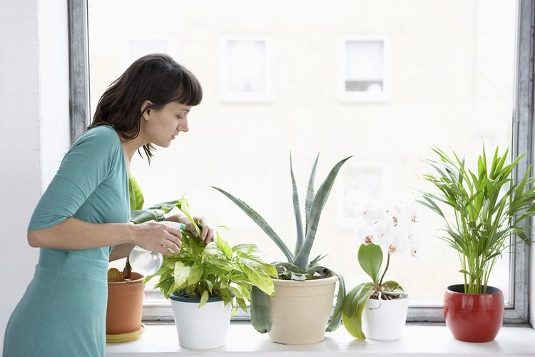 Zimmerpflanzen im Winter pflegen - Mit diesen hilfreichen Tipps kümmern Sie sich richtig um Ihre Gewächse