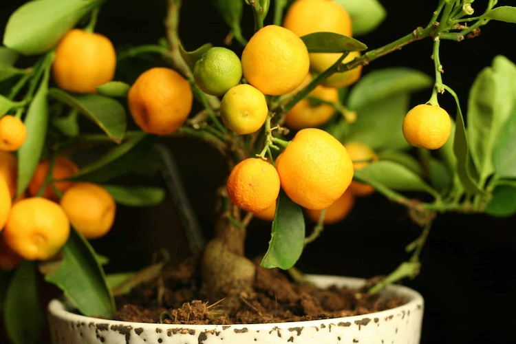 Zitronenbaum im Topf in der Wohnung überwintern - Diese Pflegetipps helfen Ihnen, die Zitruspflanze zu genießen