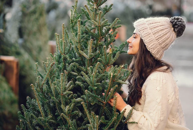 die frische eines tannenbaums an duft erkennen und die richtige wahl beim kauf vor weihnachten treffen