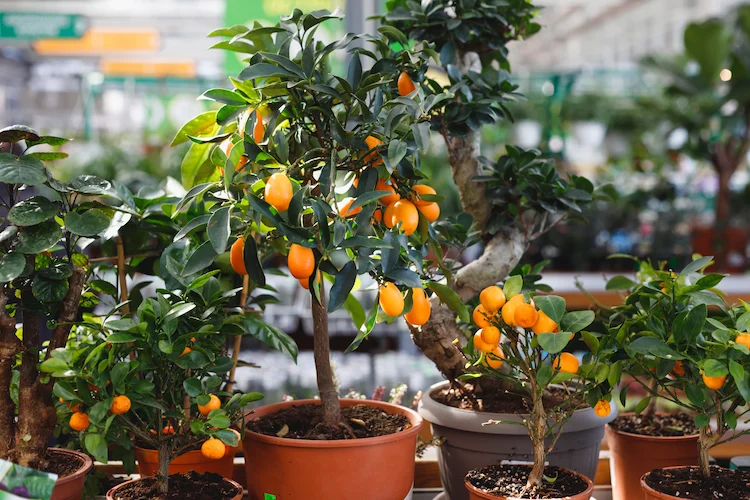 farbenfrohe und lebendige balkonpflanzen wie mandarinen sind gut zum abnehmen