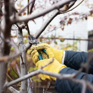 gartenpflanzen wie bäume und sträucher als gehölze im dezember schneiden und krankheitsbefall vorbeugen