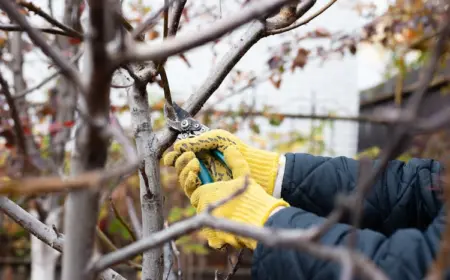 gartenpflanzen wie bäume und sträucher als gehölze im dezember schneiden und krankheitsbefall vorbeugen