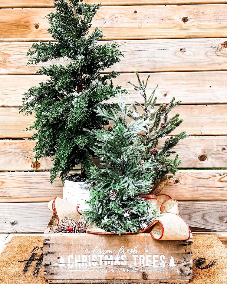 Immergrüne Bäumchen als Gruppe in einer flachen Kiste