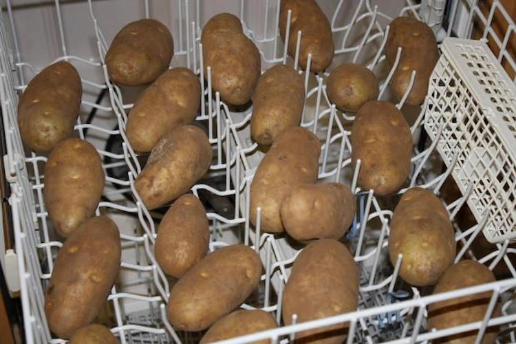 mit erde bedeckte kartoffeln in der spülmaschine reinigen als praktischer trick im haushalt vor weihnachten