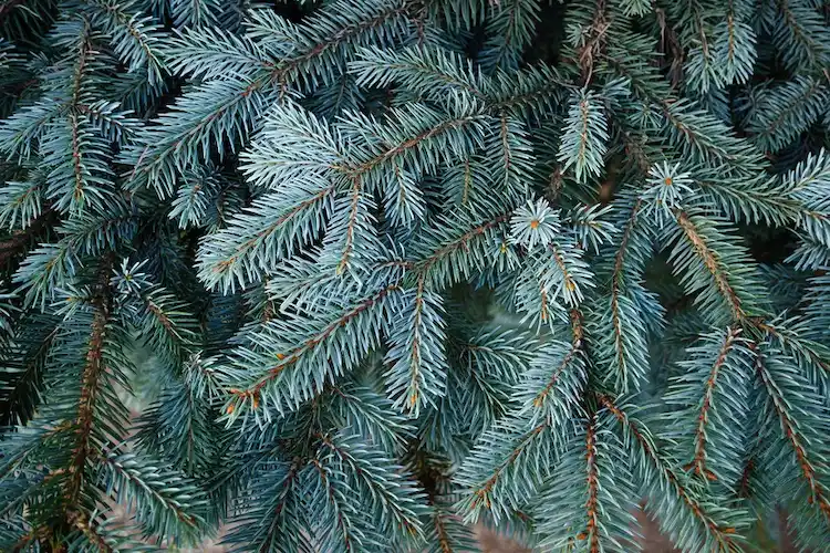 silberfarbige nadeln der blaufichte sind scharf und stechen beim dekorieren mit weihnachtsdeko