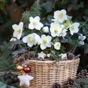weiße Christrose für Garten und Balkon