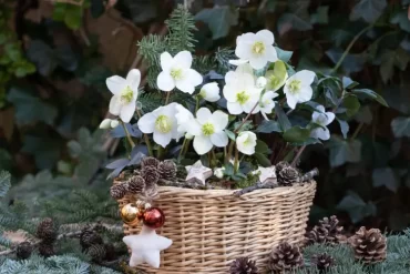 weiße Christrose für Garten und Balkon