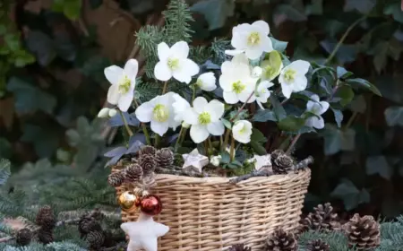 weiße Christrose für Garten und Balkon