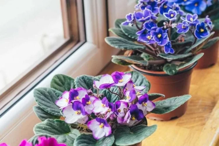 Afrikanische Veilchen - blühende Topfpflanze für Ihre Wohnung