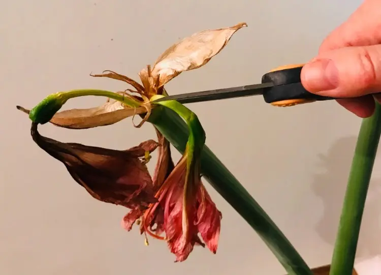 Amarylis schneiden im Januar nach der Blüte