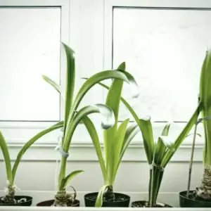 Amaryllis treibt nur Blätter - Ursachen und Tipps gegen das Problem