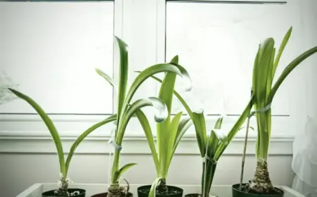 Amaryllis treibt nur Blätter - Ursachen und Tipps gegen das Problem