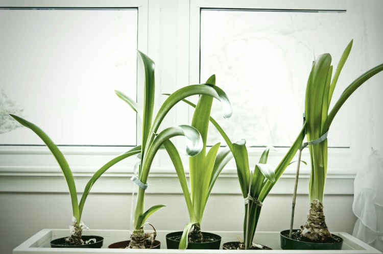 Amaryllis treibt nur Blätter - Ursachen und Tipps gegen das Problem