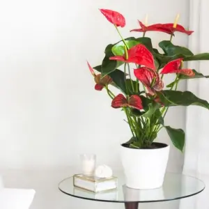 Anthurie pflegen - Mit diesen Pflegetipps wird Ihre Flamingoblume die schönste Zimmerpflanze