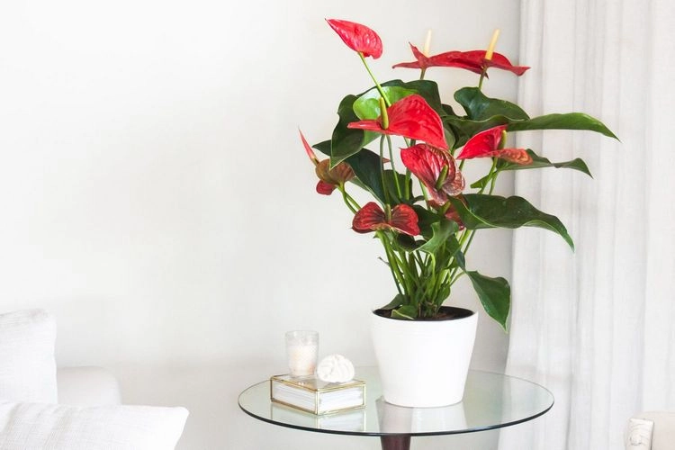 Anthurie pflegen - Mit diesen Pflegetipps wird Ihre Flamingoblume die schönste Zimmerpflanze