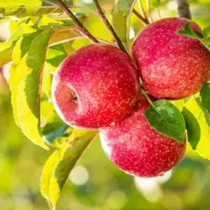 Apfel Anbau gesund und umweltfreundlich