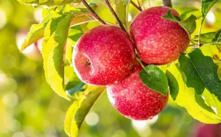 Apfel Anbau gesund und umweltfreundlich