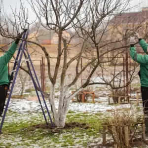 Apfelbaum schneiden im Januar Tipps zum Rückschnitt