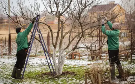 Apfelbaum schneiden im Januar Tipps zum Rückschnitt