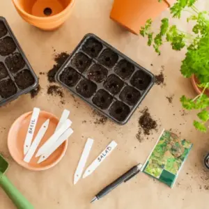 Aussaat im Januar - Was Sie jetzt säen und vorziehen können für den Garten