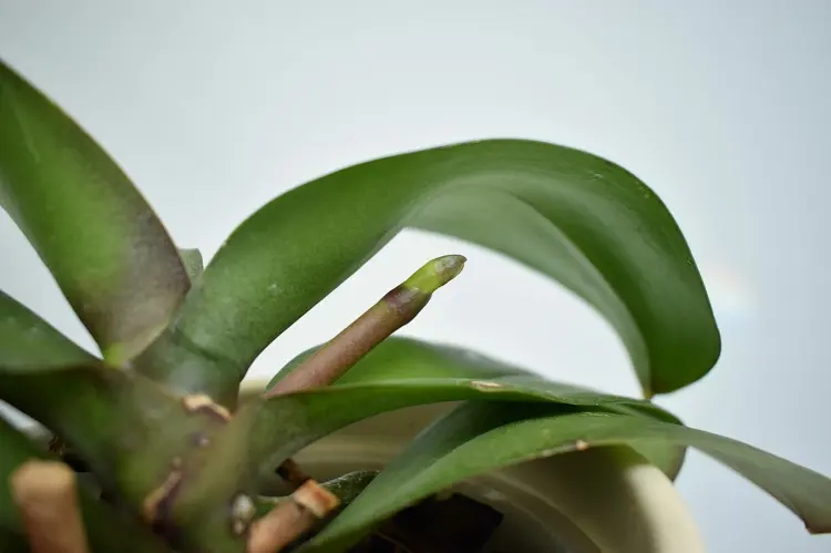 Bei Orchideen neue Triebe anregen und richtig pflegen
